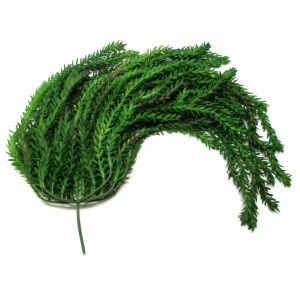  PENDENTE CB0157 ARAUCARIA LAUBENFELSII