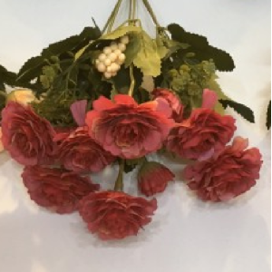 ROSA C/5 GALLICA PICOTADA