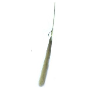 CAPIM DOS PAMPAS FIOS