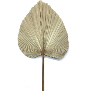 FOLHA  DE LATANIA PRESERVADA