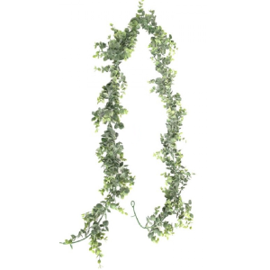 FLOR CORRENTE DE  EUCALIPTO