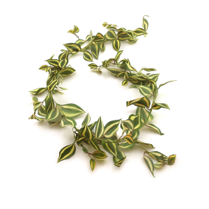 CORRENTE DE FOLHAGEM  LAMBARI