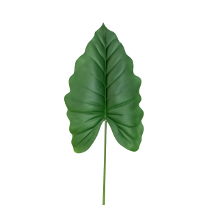 FLOR FOLHAGEM ALOCASIA